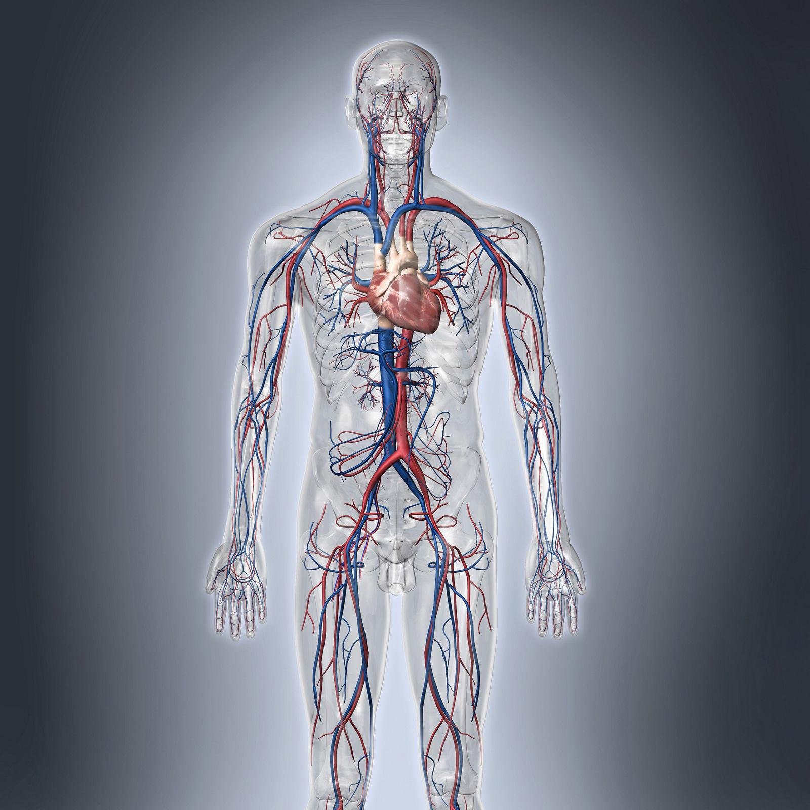 3D  Vasculography